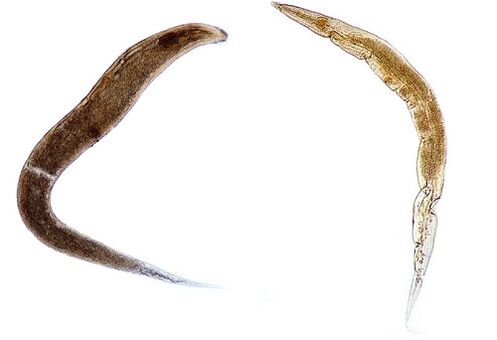 emberi paraziták pinworms