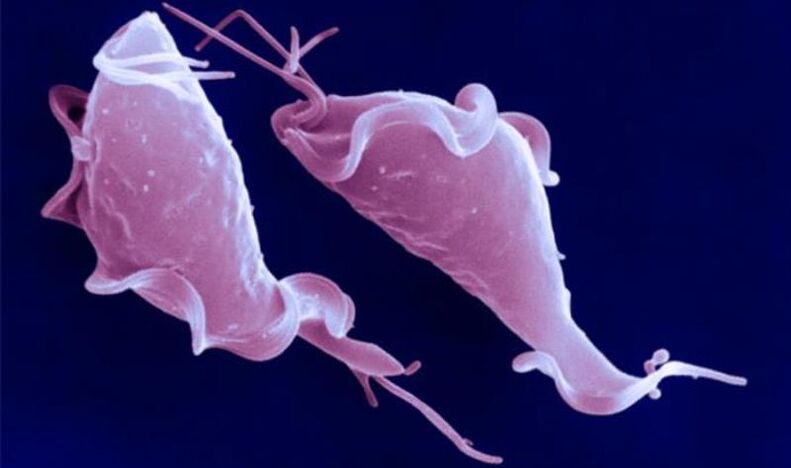 A Trichomonas vaginalis egy protozoon parazita, amely terméketlenséget okoz.