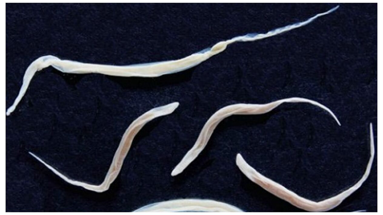 A pinworms gyakori paraziták, amelyek a helminthák csoportjába tartoznak.