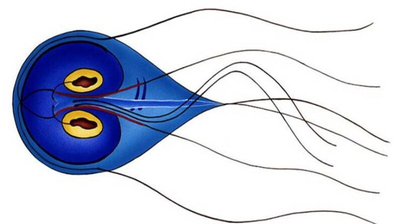 Giardia, egy parazita az emberi vékonybélben